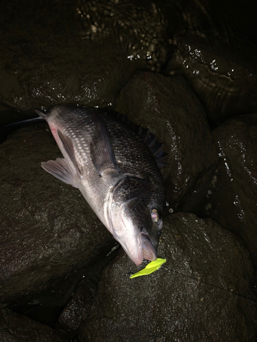 チヌの釣果