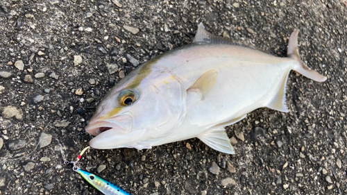 シオの釣果