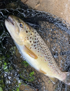 ブラウントラウトの釣果