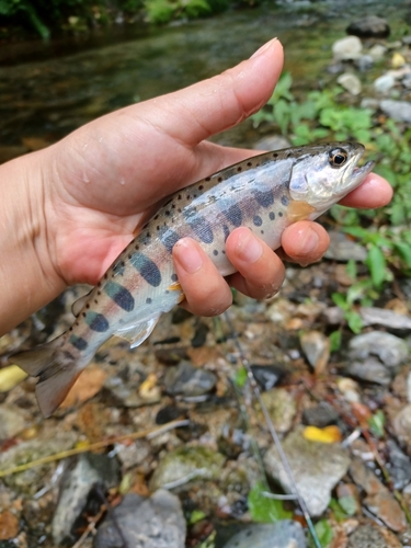 ヤマメの釣果