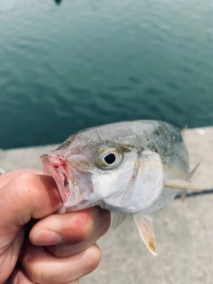 ワカシの釣果