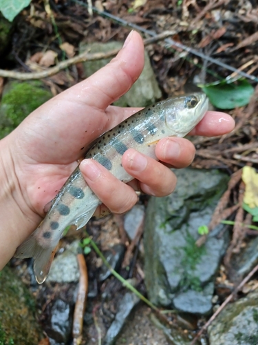 ヤマメの釣果