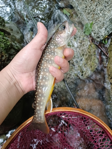 イワナの釣果