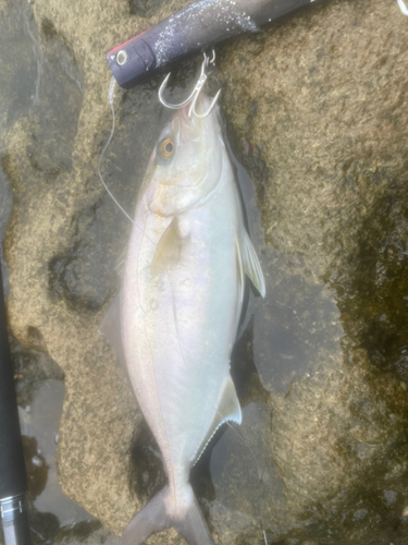 ショゴの釣果