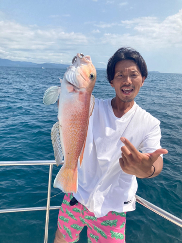 シロアマダイの釣果