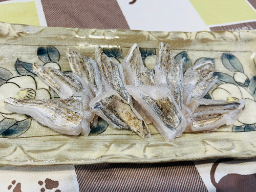 タチウオの釣果