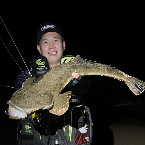 マゴチの釣果