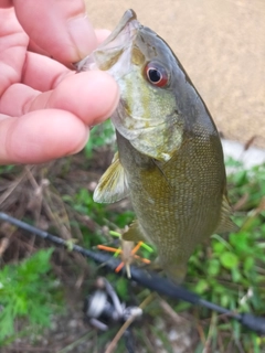 スモールマウスバスの釣果