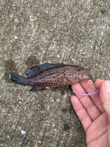 オオモンハタの釣果