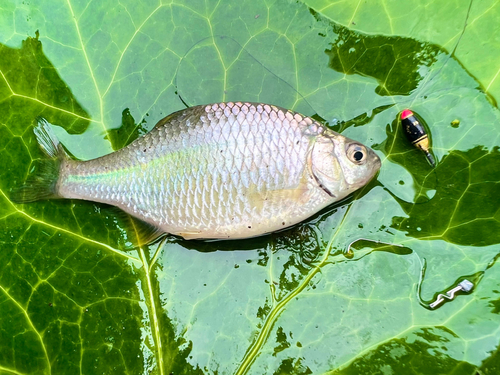 カネヒラの釣果