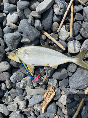 ショゴの釣果