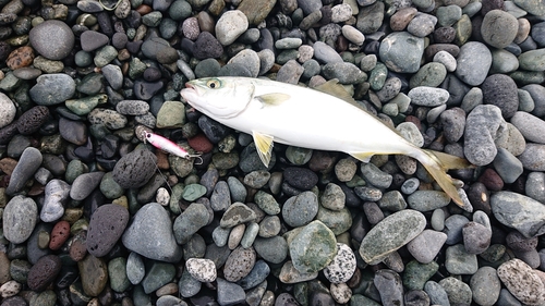 ワカシの釣果