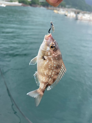 タイの釣果