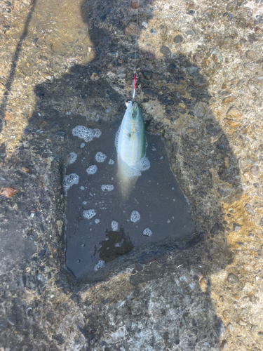 ワカシの釣果