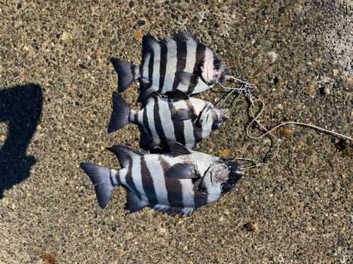 イシダイの釣果