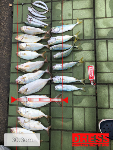 ショゴの釣果