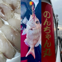 マダイの釣果