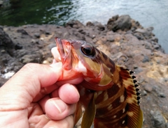 アカハタの釣果