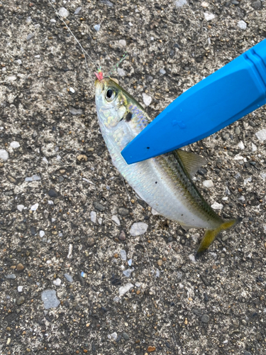 サッパの釣果