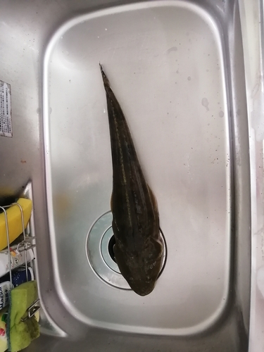 マゴチの釣果