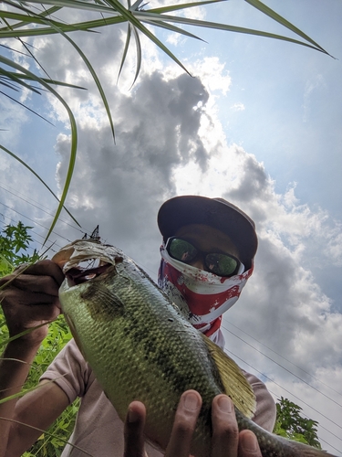 ラージマウスバスの釣果