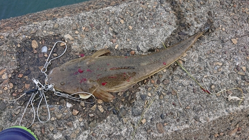 マゴチの釣果