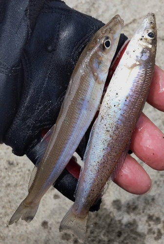 キスの釣果