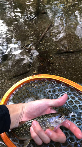 イワナの釣果