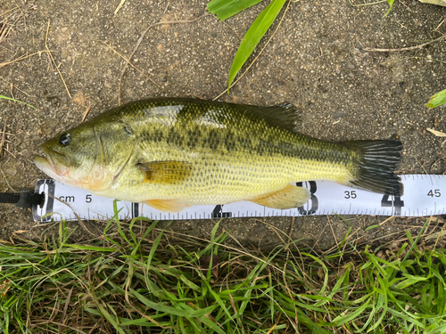 ラージマウスバスの釣果