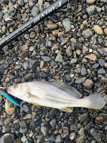 ニベの釣果