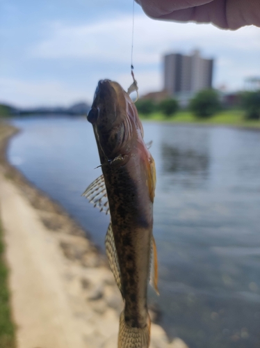 ハゼの釣果