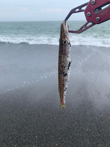 カマスの釣果