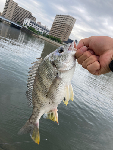 キビレの釣果