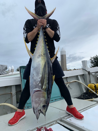 キハダマグロの釣果