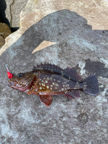 カサゴの釣果