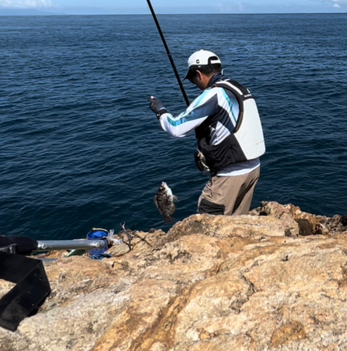 メイチダイの釣果