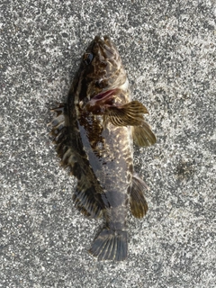 タケノコメバルの釣果