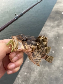 タケノコメバルの釣果