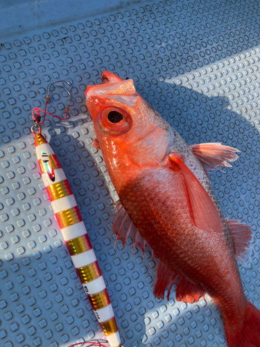 アカムツの釣果