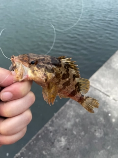 タケノコメバルの釣果