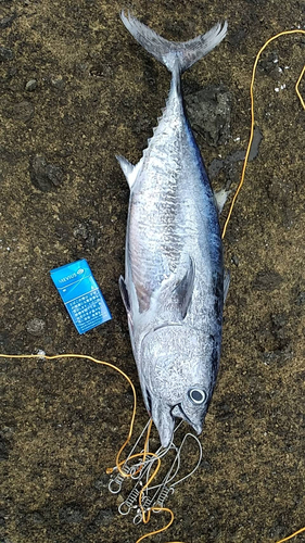 マグロの釣果