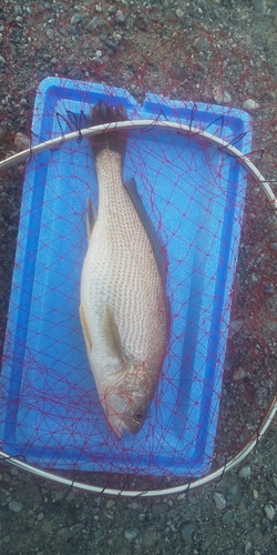 イシモチの釣果