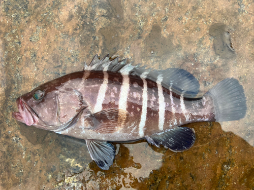 マハタの釣果