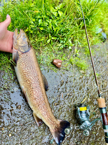 ブラウントラウトの釣果