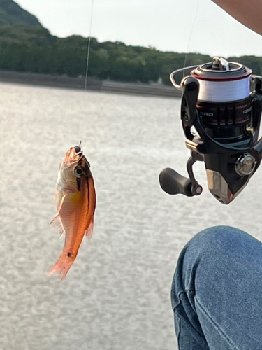 アカメバルの釣果