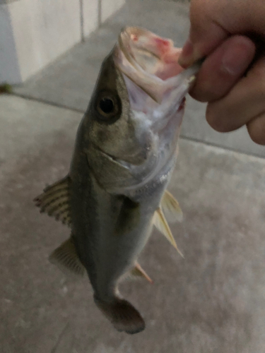 セイゴ（マルスズキ）の釣果