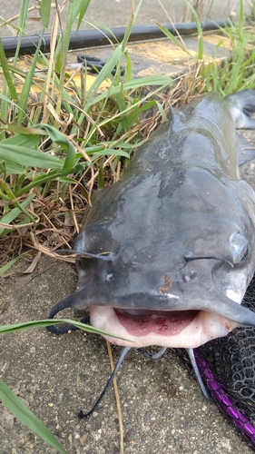 ナマズの釣果