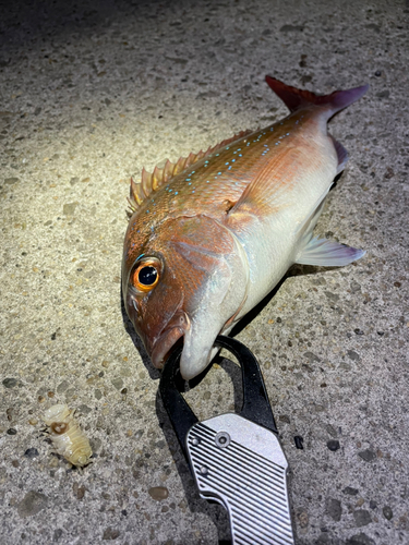 マダイの釣果