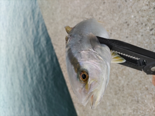 ネリゴの釣果