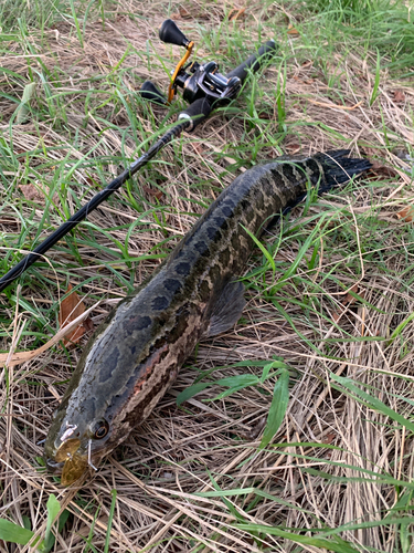 ライギョの釣果